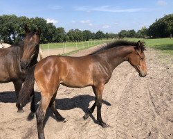 Springpferd Little Rosalie ZP (Holsteiner, 2018, von Balous Bellini)