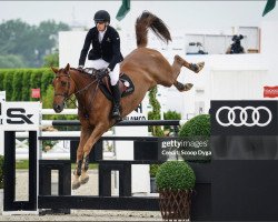 jumper Hollywood V (KWPN (Royal Dutch Sporthorse), 2012, from Mylord Carthago)