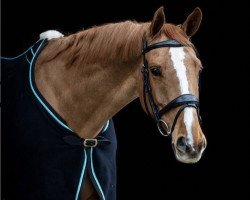 jumper Kiss Me Soon GR (KWPN (Royal Dutch Sporthorse), 2015, from Quasimodo vd Molendreef)