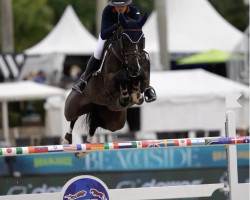 jumper In The Air (KWPN (Royal Dutch Sporthorse), 2013, from Air Jordan Z)