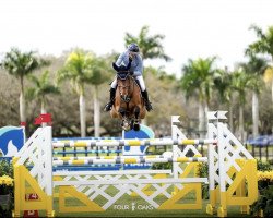 jumper Summerhouse (Zangersheide riding horse, 2015, from Guidam Sohn)