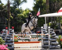 jumper Kaborough (KWPN (Royal Dutch Sporthorse), 2015, from Durango VDL)