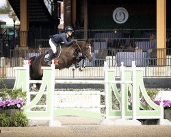 jumper Dylano van de Heide Z (Zangersheide riding horse, 2014, from Denzel Vt Meulenhof)