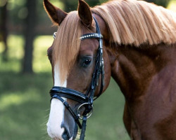 Springpferd Alex 713 (Deutsches Reitpony, 2018, von Ampere)