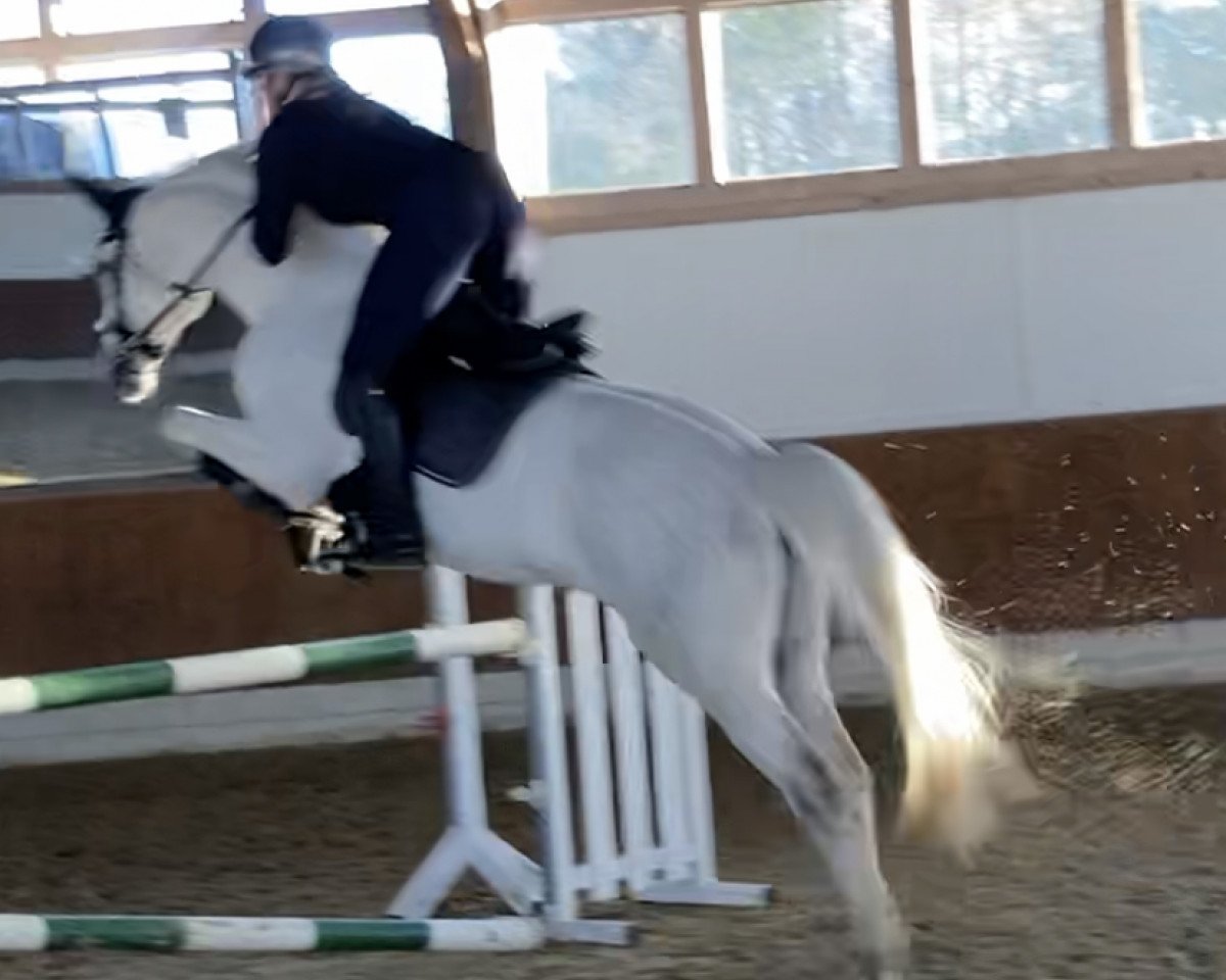 dressage horse Charlie Rivel 2 (Westphalian, 2012, from Cassone)