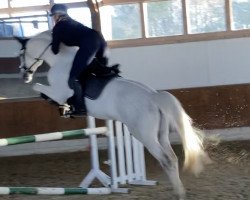 dressage horse Charlie Rivel 2 (Westphalian, 2012, from Cassone)