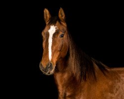 broodmare Elfentau (Württemberger, 2005, from Elfengeist)