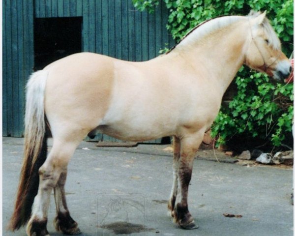 stallion Daran (Fjord Horse, 1992, from Dino)