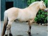 stallion Daran (Fjord Horse, 1992, from Dino)