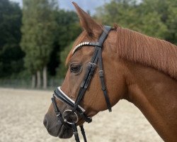 broodmare Leyla (Hanoverian, 2013, from Franziskus FRH)