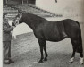 broodmare Oakley Stardust (New Forest Pony, 1965, from Burton Starlight)