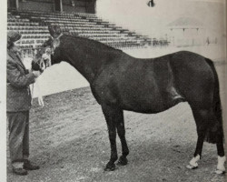 Zuchtstute Oakley Stardust (New-Forest-Pony, 1965, von Burton Starlight)