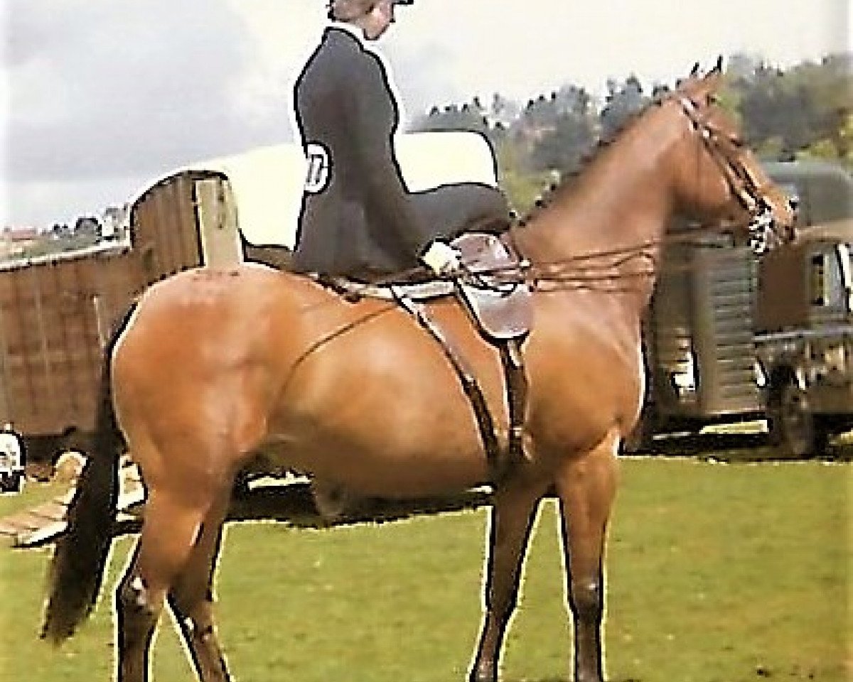broodmare Forge Sirocco (Arab half breed / Partbred, 1962, from Shazda ox)
