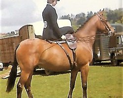 Zuchtstute Forge Sirocco (Arabisches Halbblut / Partbred, 1962, von Shazda ox)