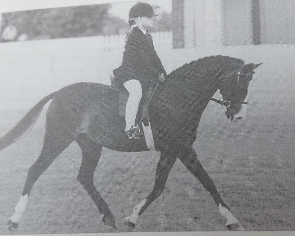 horse Lapwater Glint of Gold (Welsh Partbred, 1983, from Pennwood Beau Bell)