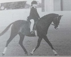 horse Lapwater Glint of Gold (Welsh Partbred, 1983, from Pennwood Beau Bell)