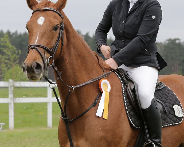 jumper Irmelin 4 (German Sport Horse, 2017, from VDL Iowa)