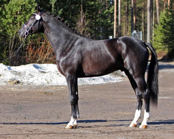 stallion Evegro 195 FIN (KWPN (Royal Dutch Sporthorse), 2014, from Everdale)