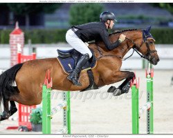 jumper Vivano Blue (Oldenburg show jumper, 2015, from Vivant)