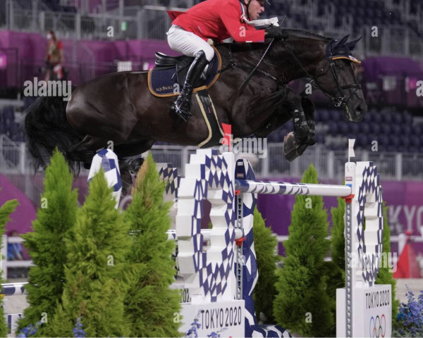 stallion Warness (KWPN (Royal Dutch Sporthorse), 2010, from Warrant)