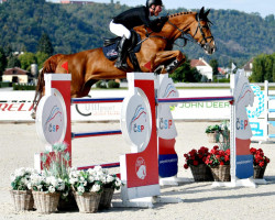 jumper Officier van de Achterhoek (Belgian Warmblood, 2014, from Carrera VDL)