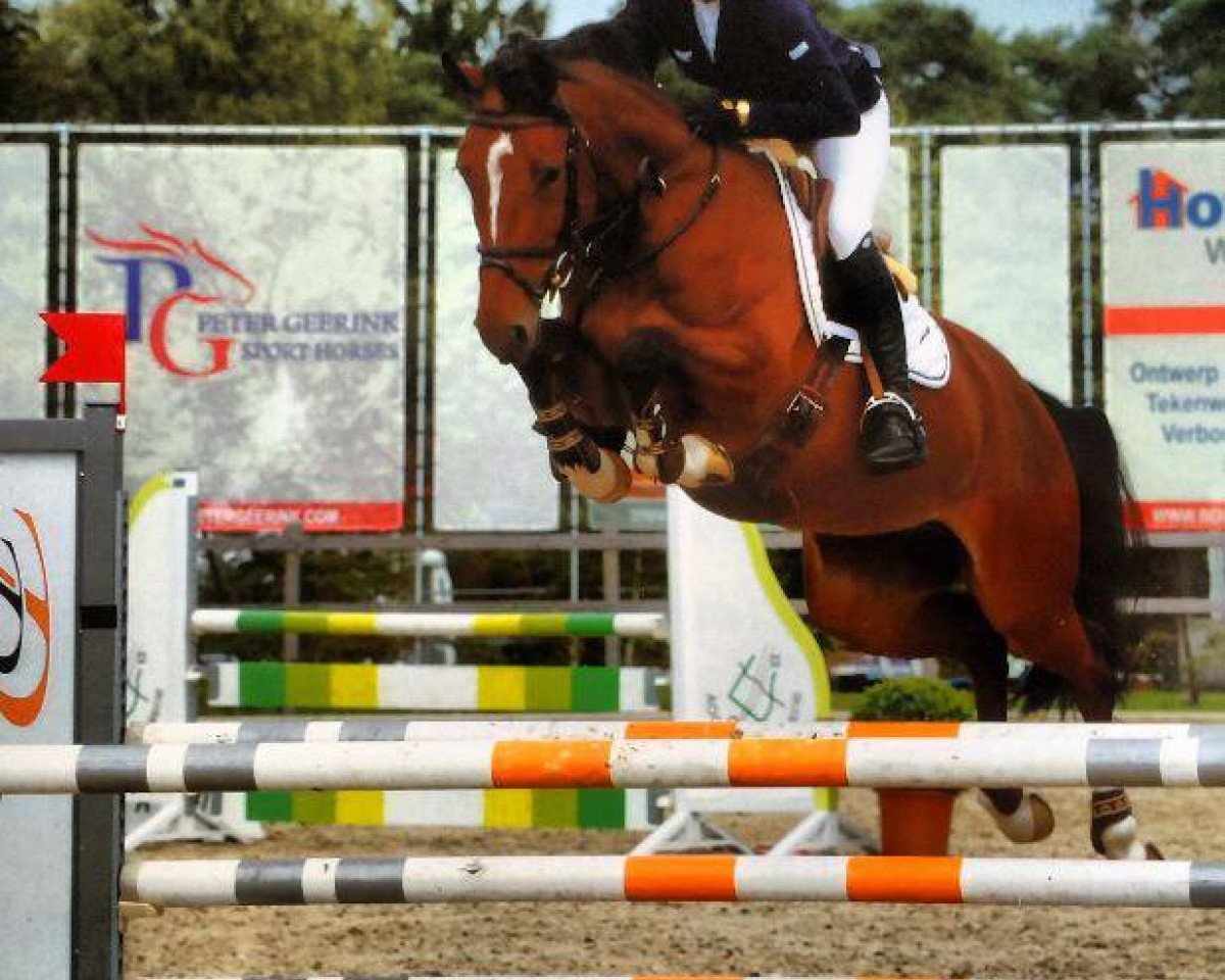 Springpferd Jancovica (Belgisches Warmblut, 2009, von Thunder van de Zuuthoeve)