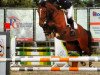 Springpferd Jancovica (Belgisches Warmblut, 2009, von Thunder van de Zuuthoeve)