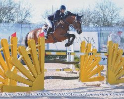 jumper Dontez (KWPN (Royal Dutch Sporthorse), 2008, from Verdi)