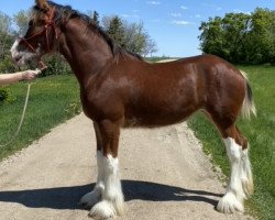 Pferd Hill Topper Melody's Symphony (Clydesdale, 2021, von Covered Bridge Zeus)