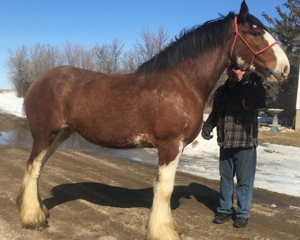 Zuchtstute Calico Sweet Melody (Clydesdale, 2015, von Carnaff Sensation)