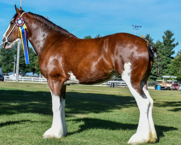 Zuchtstute Prairieview Margot (Clydesdale, 2016, von Northumberland Viceroy)