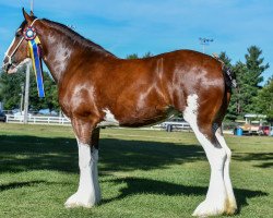 broodmare Prairieview Margot (Clydesdale, 2016, from Northumberland Viceroy)