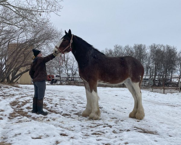 Pferd Wildwood HM Rocket (Clydesdale, 2020, von 2S Above's Highland Hallmark)