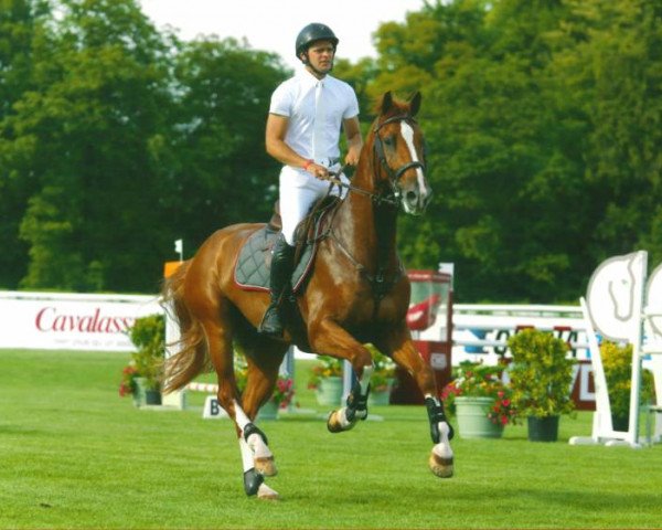 jumper I Do van de Kwakkelhoek (Belgian Warmblood, 2008)