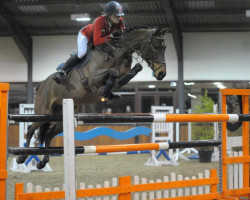 jumper Classic Highfly (Westphalian, 2004, from Cornet Obolensky)