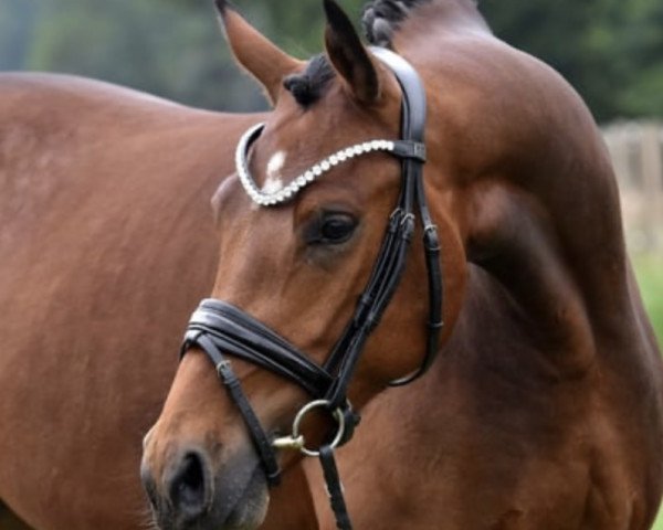 dressage horse Odelio von der Wiesharde (German Riding Pony, 2020, from Grenzhoehes Olivier K WE)