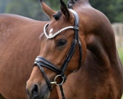 Dressurpferd Odelio von der Wiesharde (Deutsches Reitpony, 2020, von Grenzhoehes Olivier K WE)