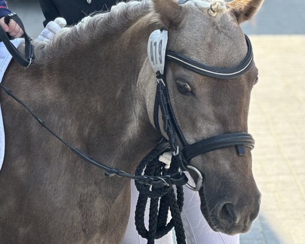 horse Bestwind V. Clus (German Classic Pony, 2010, from Jabolo)