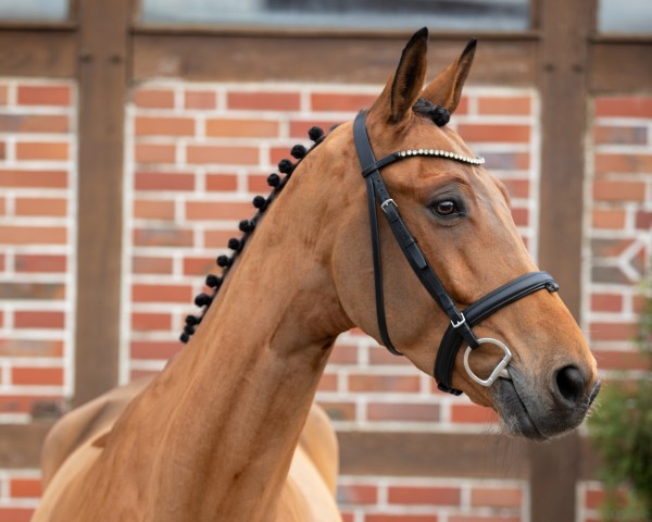 Springpferd Balisto 72 (Westfale, 2018, von Balous Bellini)