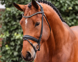 jumper Easy Jet (Oldenburg show jumper, 2021, from Emerald van 't Ruytershof)