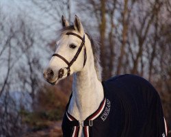 jumper Farah (KWPN (Royal Dutch Sporthorse), 2010, from Astrello)