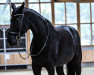 dressage horse Lord Ludwig 18 (German Sport Horse, 2014, from Lord Leopold 7)