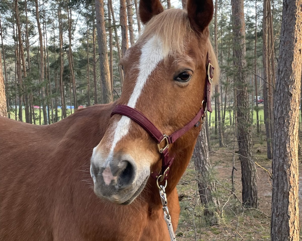 jumper Farus (German Sport Horse, 2004, from Freshman)