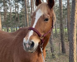 Springpferd Farus (Deutsches Sportpferd, 2004, von Freshman)