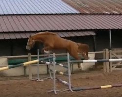 jumper Daloubet Mansolein Z (Zangersheide riding horse, 2015, from De Flor 111 Z)