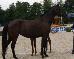 Zuchtstute Cristal Mansolein (Selle Français, 2012, von Kaloubet D’tourelle)