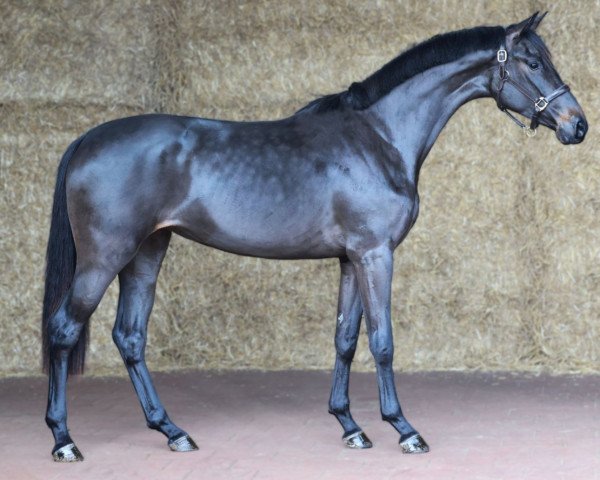 Dressurpferd Dancing Queen (KWPN (Niederländisches Warmblut), 2021, von Just Wimphof)