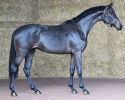 dressage horse Dancing Queen (KWPN (Royal Dutch Sporthorse), 2021, from Just Wimphof)