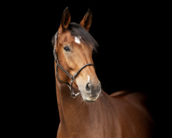 jumper Jalous Song GB (Oldenburg show jumper, 2019, from Jaloubet K VDL)