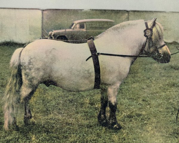 Deckhengst Tempest of Hutton (Shetland Pony, 1955, von Blue Bonnet of Mundurno)